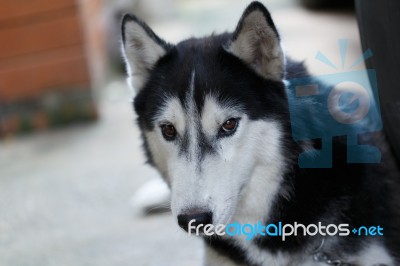 Siberian Dog Stock Photo