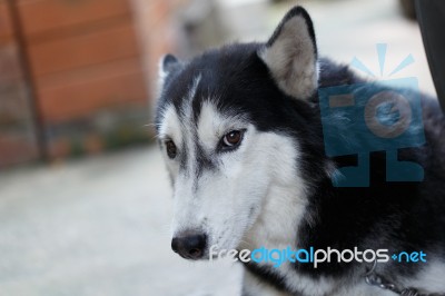 Siberian Dog Stock Photo