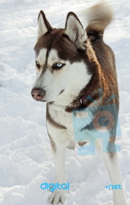 Siberian Husky Stock Photo