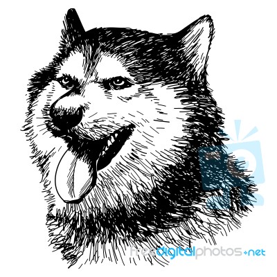 Siberian Husky Hand Drawn Stock Image