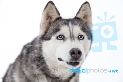 Siberian Husky In Studio Stock Photo