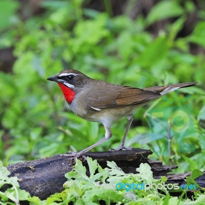 Siberian Rubythroat Stock Photo