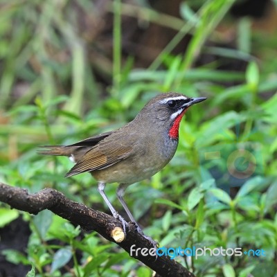 Siberian Rubythroat Stock Photo