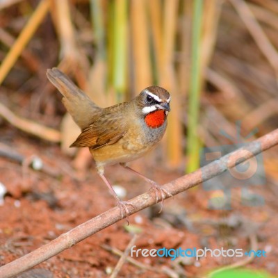 Siberian Rubythroat Bird Stock Photo