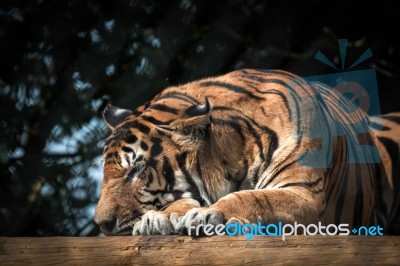 Siberian Tiger (panthera Tigris Altaica) Stock Photo