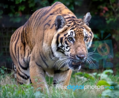 Siberian Tiger (panthera Tigris Altaica) Stock Photo