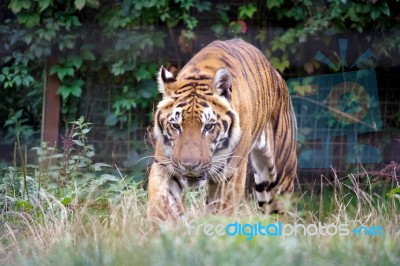 Siberian Tiger (panthera Tigris Altaica) Stock Photo