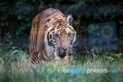 Siberian Tiger (panthera Tigris Altaica) Stock Photo