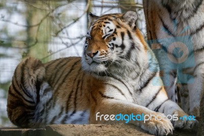 Siberian Tiger (panthera Tigris Altaica) Stock Photo