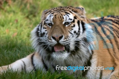 Siberian Tiger (panthera Tigris Altaica) Stock Photo