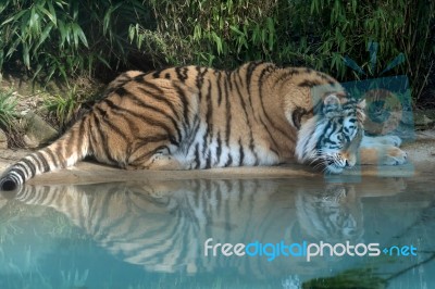 Siberian Tiger (panthera Tigris Altaica) Stock Photo