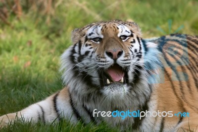 Siberian Tiger (panthera Tigris Altaica) Stock Photo