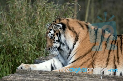 Siberian Tiger (panthera Tigris Altaica) Stock Photo