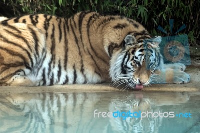 Siberian Tiger (panthera Tigris Altaica) Stock Photo