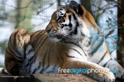 Siberian Tiger (panthera Tigris Altaica) Stock Photo