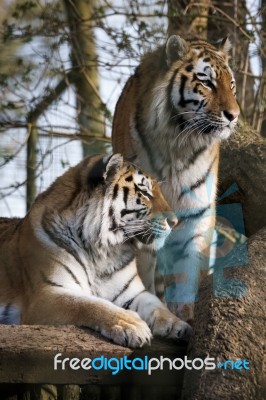 Siberian Tiger (panthera Tigris Altaica) Stock Photo