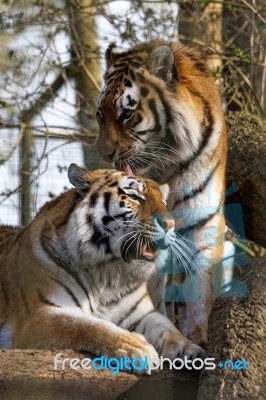 Siberian Tiger (panthera Tigris Altaica) Stock Photo