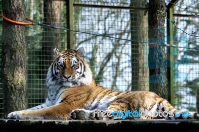 Siberian Tiger (panthera Tigris Altaica) Stock Photo