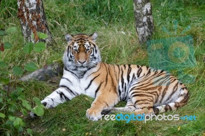 Siberian Tiger (panthera Tigris Altaica) Or Amur Tiger Stock Photo