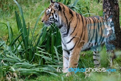 Siberian Tiger (panthera Tigris Altaica) Or Amur Tiger Stock Photo