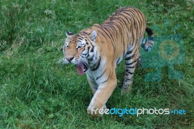 Siberian Tiger (panthera Tigris Altaica) Or Amur Tiger Stock Photo