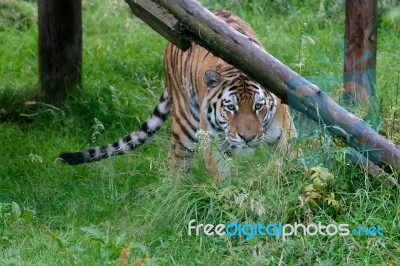 Siberian Tiger (panthera Tigris Altaica) Or Amur Tiger Stock Photo