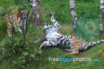 Siberian Tiger (panthera Tigris Altaica) Or Amur Tiger Stock Photo