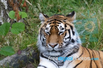 Siberian Tiger (panthera Tigris Altaica) Or Amur Tiger Stock Photo