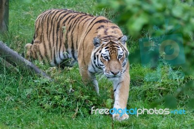 Siberian Tiger (panthera Tigris Altaica) Or Amur Tiger Stock Photo