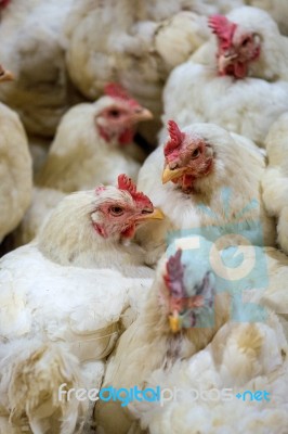 Sick Chicken Or Sad Chicken In Farm,epidemic, Bird Flu, Health Problems Stock Photo