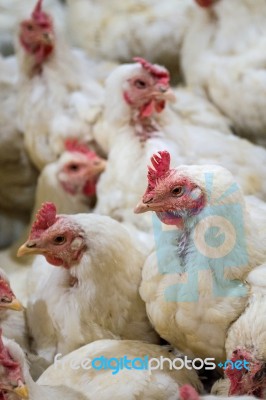 Sick Chicken Or Sad Chicken In Farm,epidemic, Bird Flu, Health Problems Stock Photo