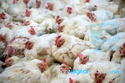 Sick Chicken Or Sad Chicken In Farm,epidemic, Bird Flu, Health Problems Stock Photo