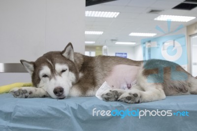 Sick Siberian Husky At Veterinary Hospital ,veterinary Theme Stock Photo