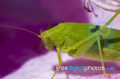 Sickle-bearing Bush-cricket (phaneroptera Falcata) Stock Photo