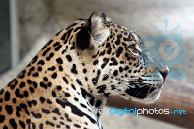 Side Of Leopard Stock Photo