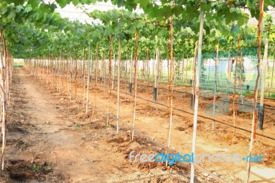 Side Of Row Green Grape Farm Under Plastic Cover Greenhouse Stock Photo