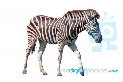 Side View Full Body Of African Zebra Standing Isolated White Bac… Stock Photo