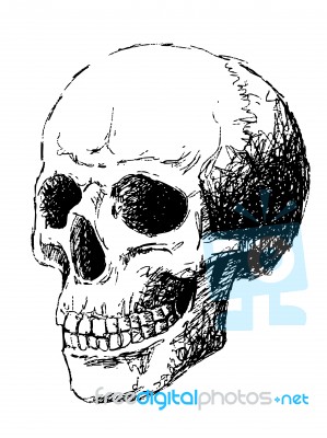 Side View Of Skull Stock Image