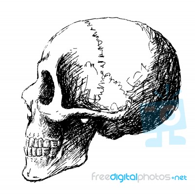 Side View Of Skull Stock Image