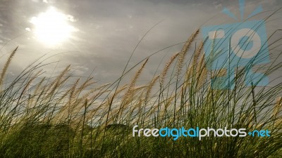 Side Way Grasses And Flower Stock Photo