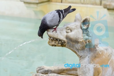 Sienna, Tuscany/italy - May 18 : Pigeon Drinking From The Mouth Stock Photo