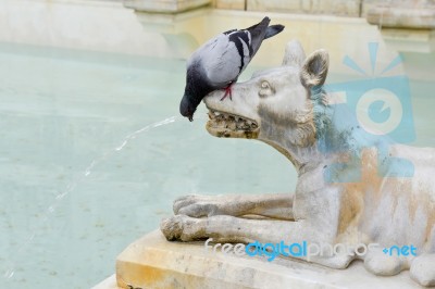 Sienna, Tuscany/italy - May 18 : Pigeon Drinking From The Mouth Stock Photo