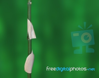 Sigle Bamboo Tube On Blur Forest Background Stock Photo