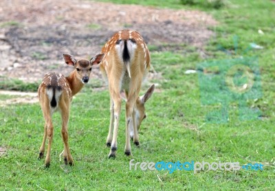 Sika Deer Stock Photo