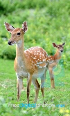 Sika Deer Stock Photo