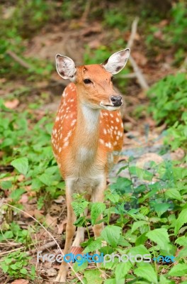 Sika Deer Stock Photo