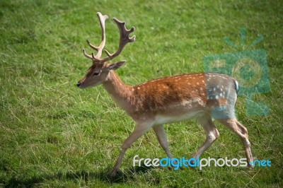 Sika Deer (cervus Nippon) Stock Photo