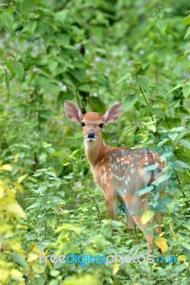 Sika Deer Fawn Stock Photo