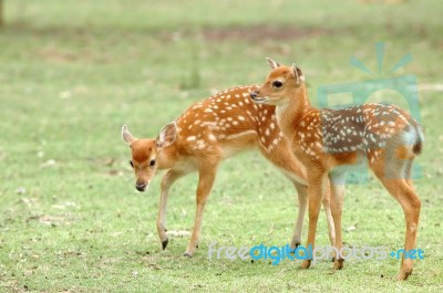 Sika Deer Fawns Stock Photo