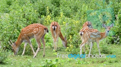 Sika Deer Herd Stock Photo